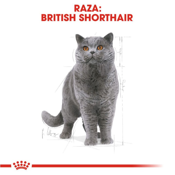 Pienso Royal Canin para gatos British Shorthair