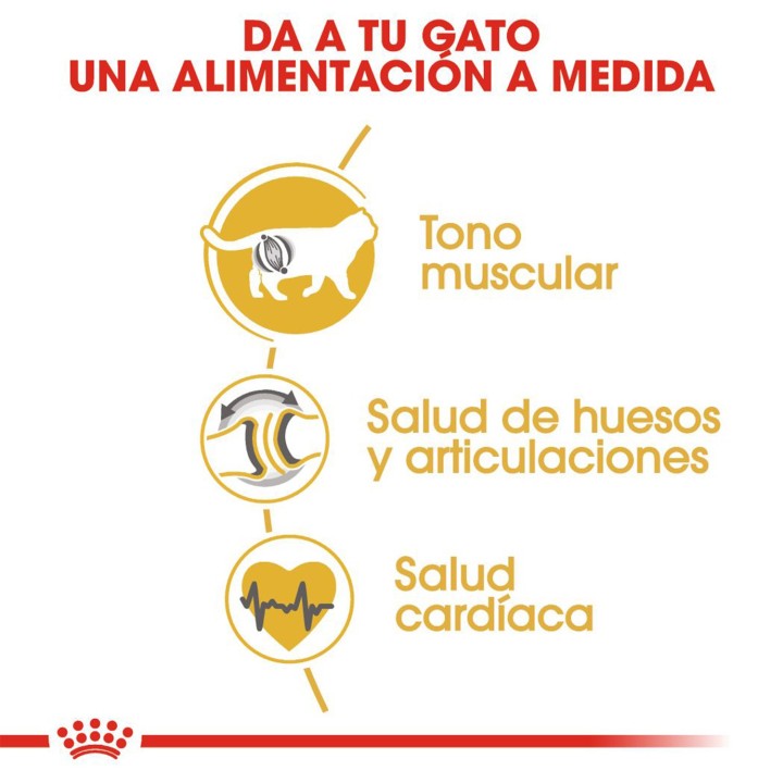 EL mejor Pienso Royal Canin para Razas de gatos British Shorthair 34