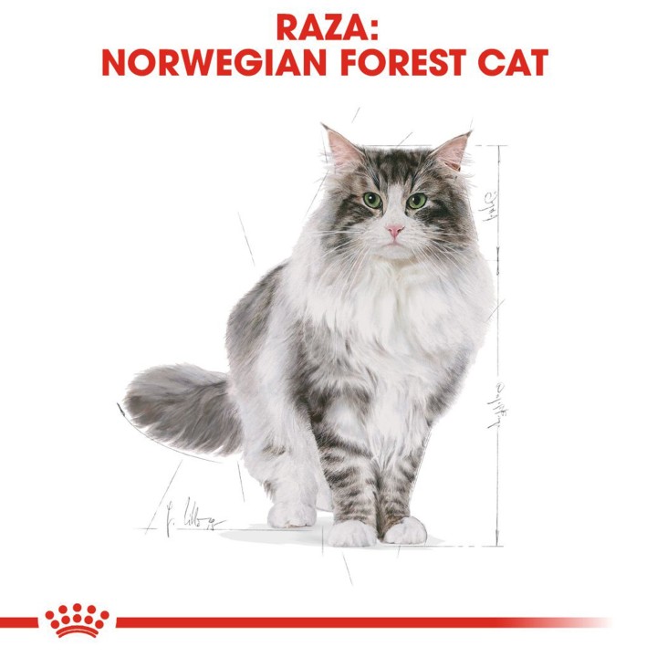 Pienso Royal Canin Norwegian Forest Cat