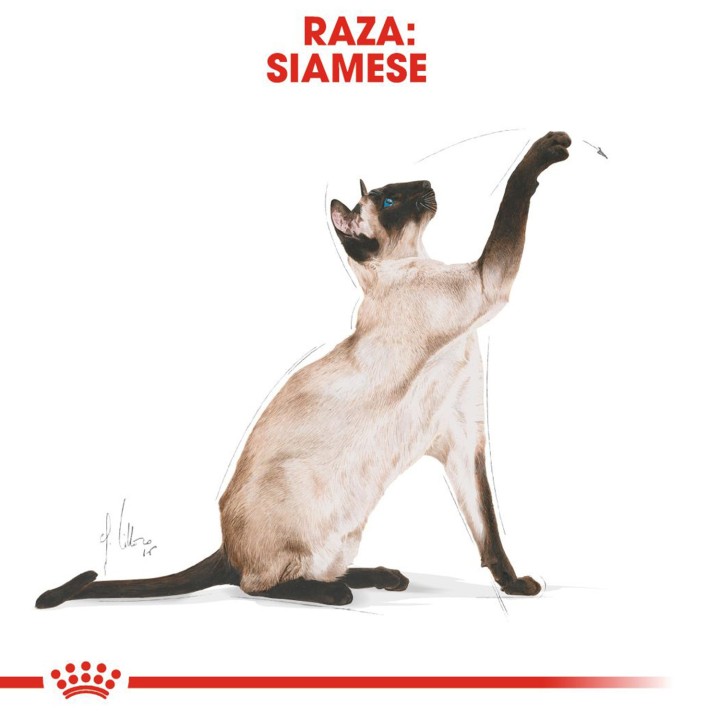 el mejor pienso Royal Canin Razas Siamese 38 (Siamés)