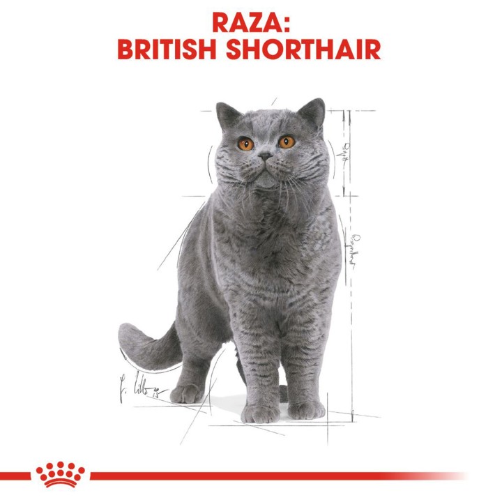 Para la raza British Shorthair, comida húmeda Royal Canin