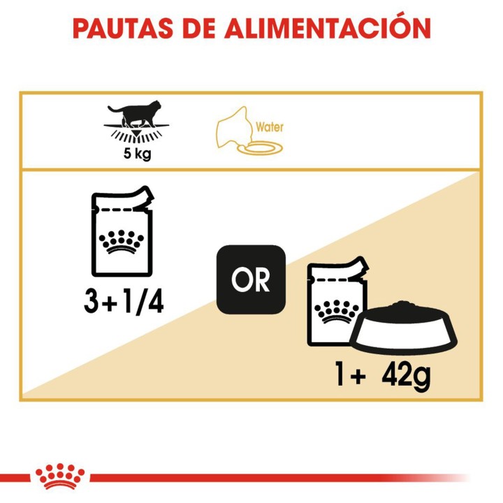 Pauta comida húmeda Royal Canin para gatos British Shorthair