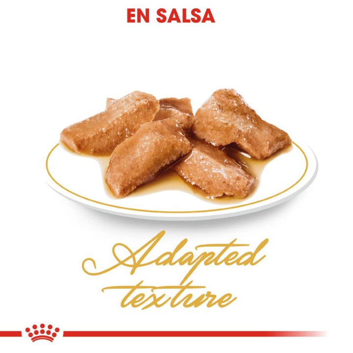 La mejor comida húmeda Royal Canin Maine Coon