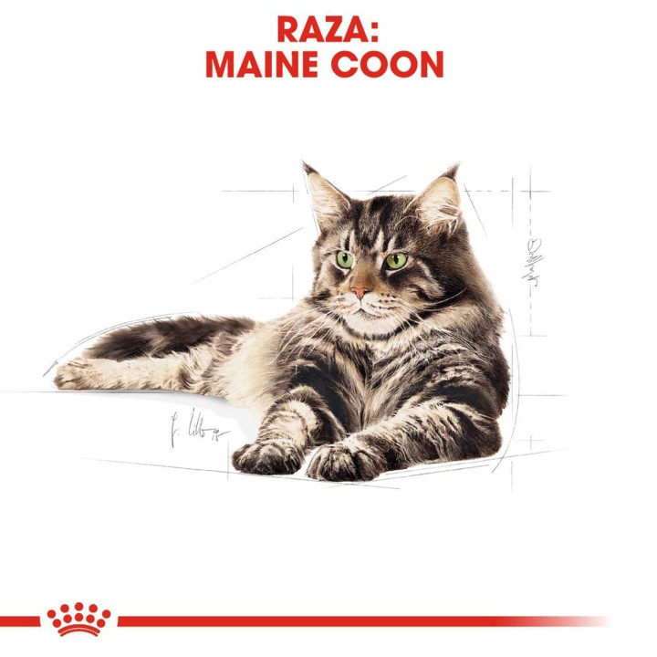 Royal Canin Maine Coon, comida húmeda para gatos