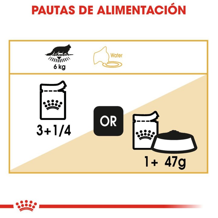 alimenta tu gato con comida húmeda Royal Canin Maine Coon