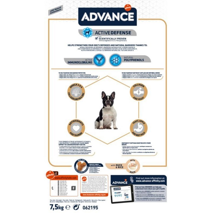 Advance French Bulldog