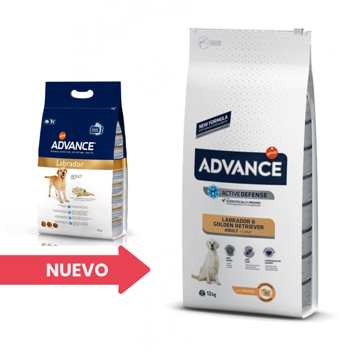 Advance Labrador