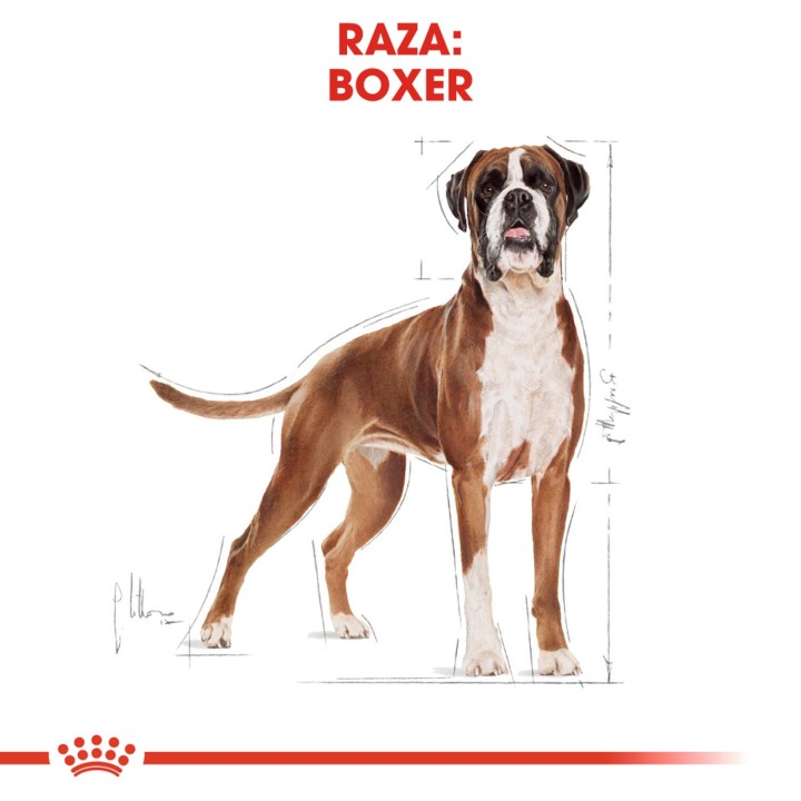 Royal Canin Boxer