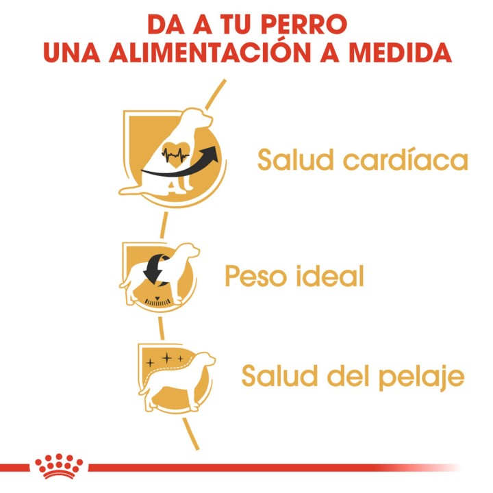 Royal Canin Cavalier King Charles