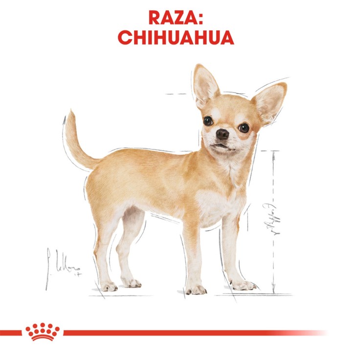 Royal Canin Chihuahua Adult