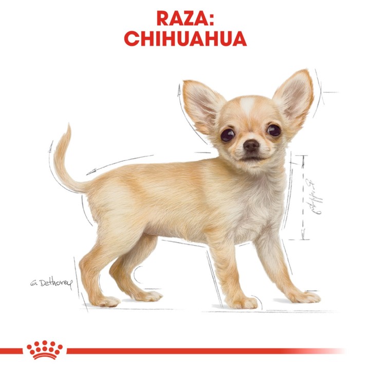 Royal Canin Chihuahua Junior