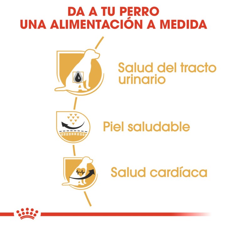 Royal Canin Dalmata Adulto