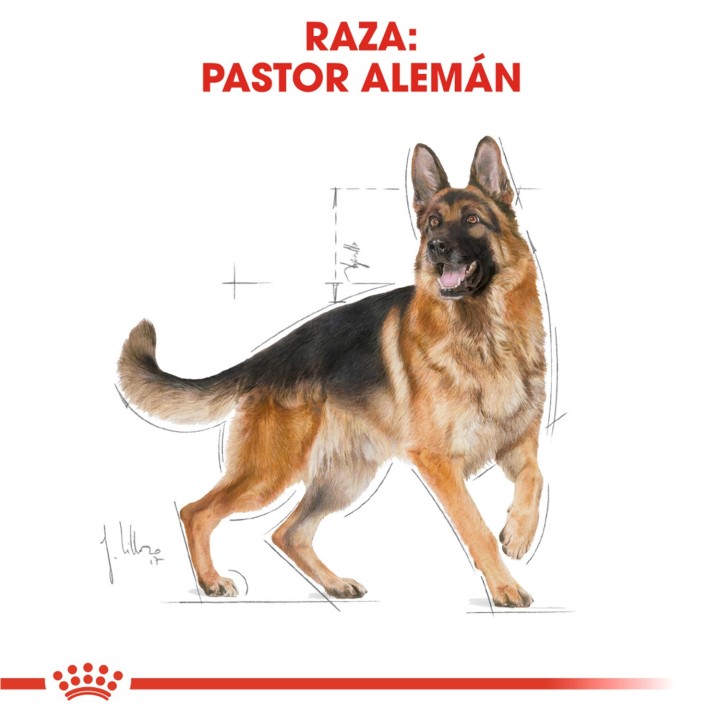 Royal Canin Pastor Aleman