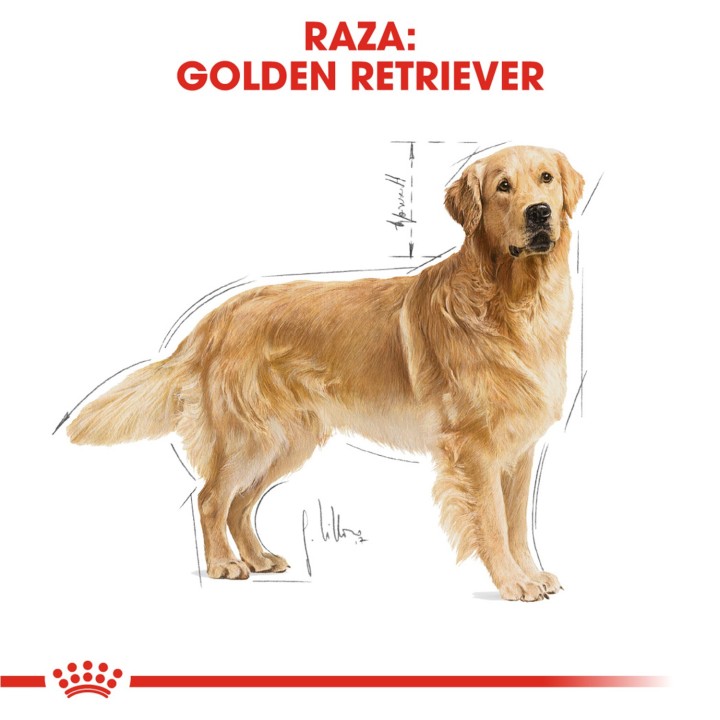 Royal Canin Golden Retriever
