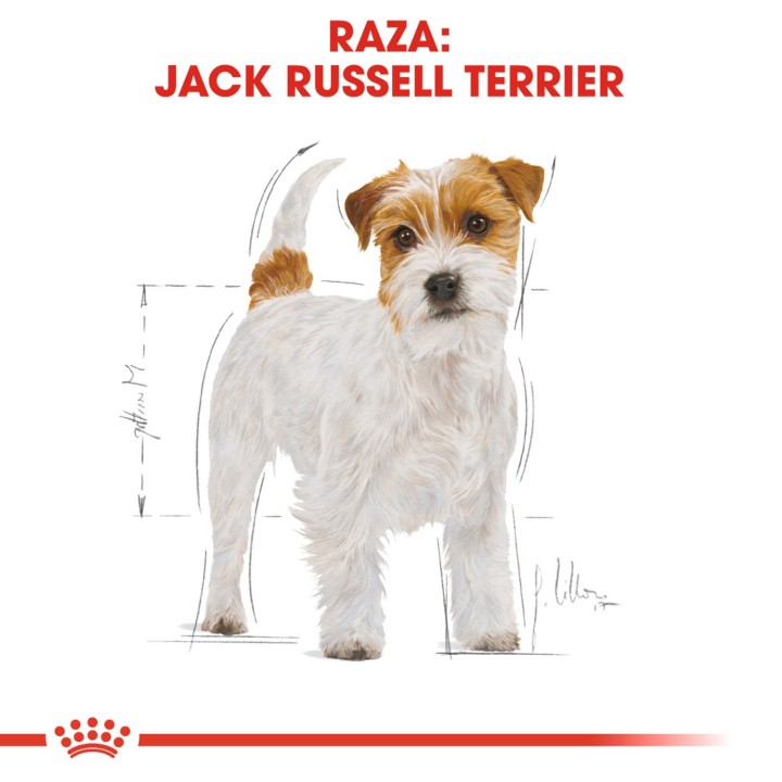 Royal Canin Jack Russell