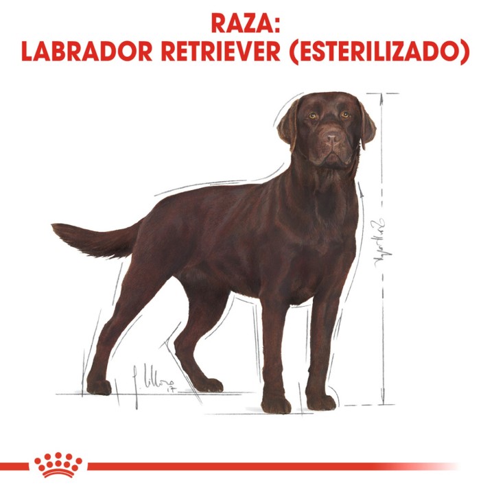Royal Canin Labrador Retriever Sterilised