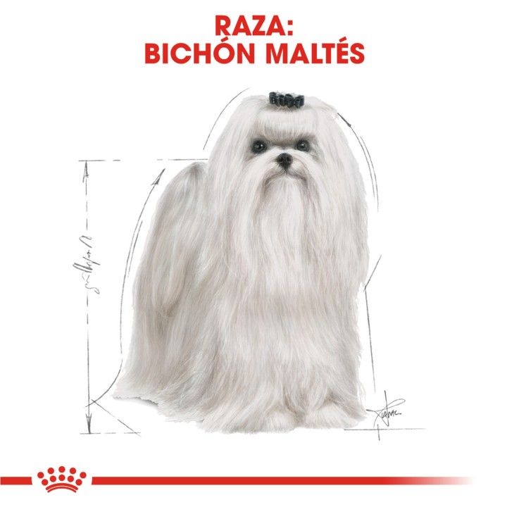 Royal Canin Maltese - Bichón Maltés