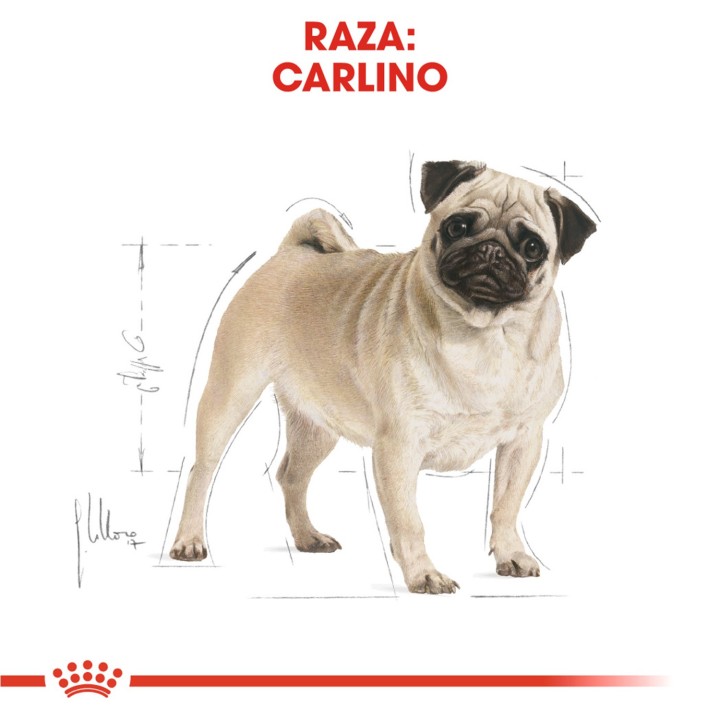 Royal Canin Pug - Carlino