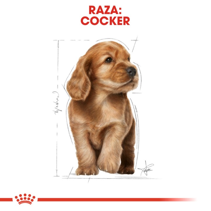 Royal Canin Puppy Cocker