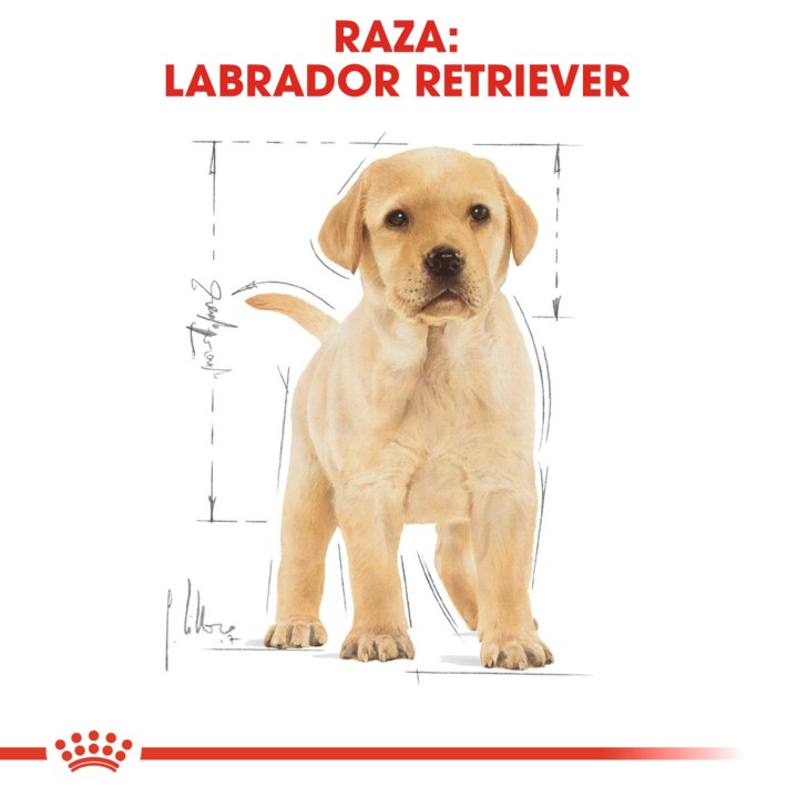 Royal Canin Labrador Retriever Puppy