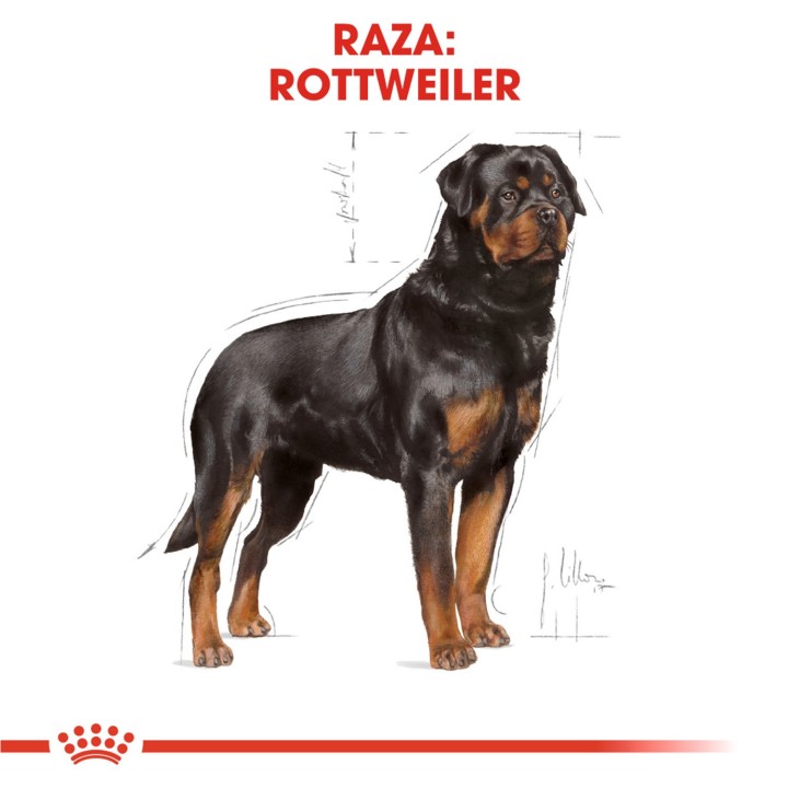 Royal Canin Rottweiler