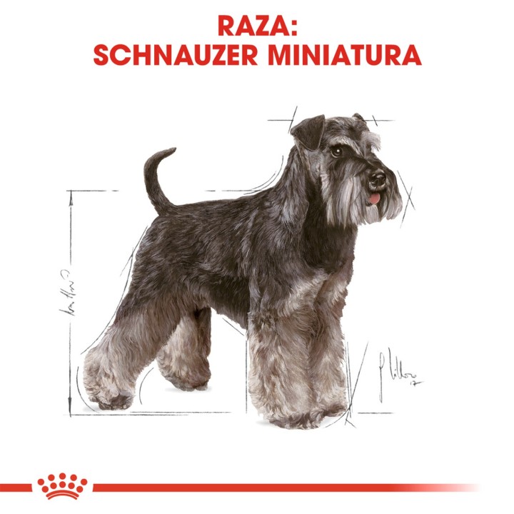 Royal Canin Miniature Schnauzer