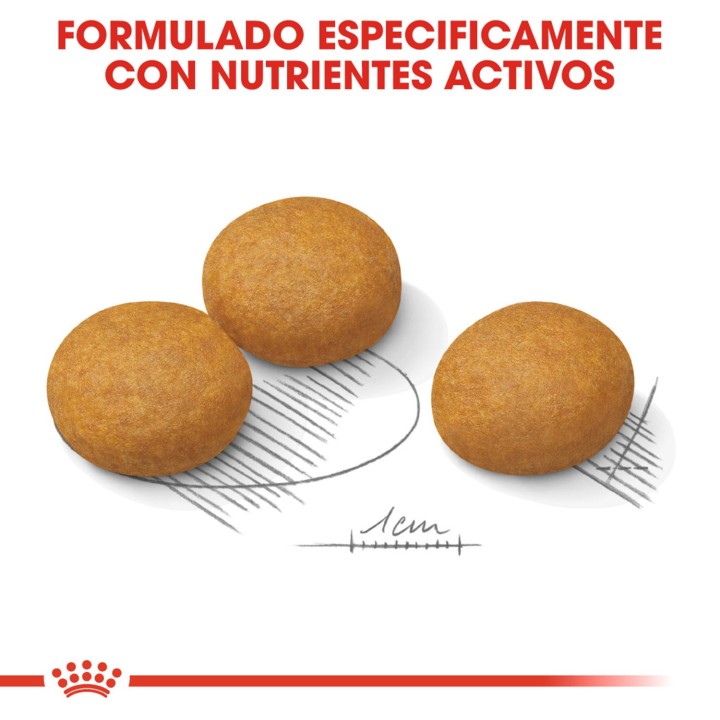 Royal Canin Maxi Dermacomfort Pienso para perros - Kompymascotas