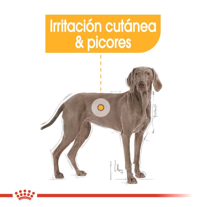 Royal Canin Maxi Dermacomfort Pienso para perros - Kompymascotas