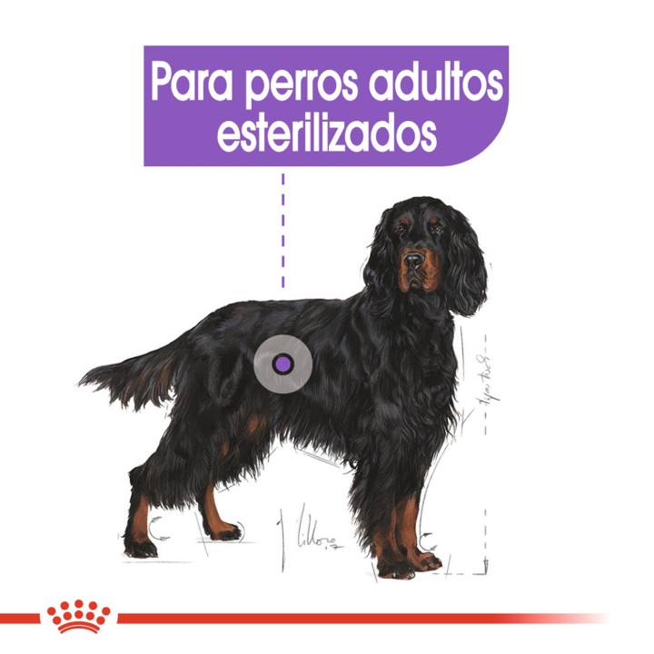 Royal Canin Maxi Sterilised