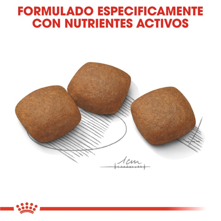 Royal Canin Maxi Joint Care