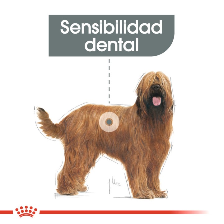 Royal Canin Dental Care Maxi