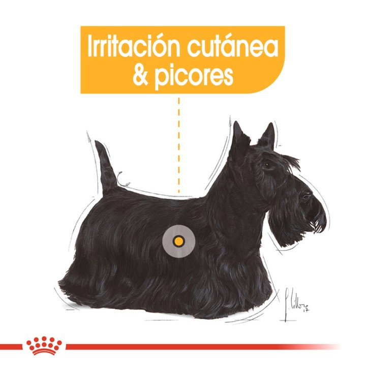 comida húmeda Royal Canin Dermaconfort Pouch