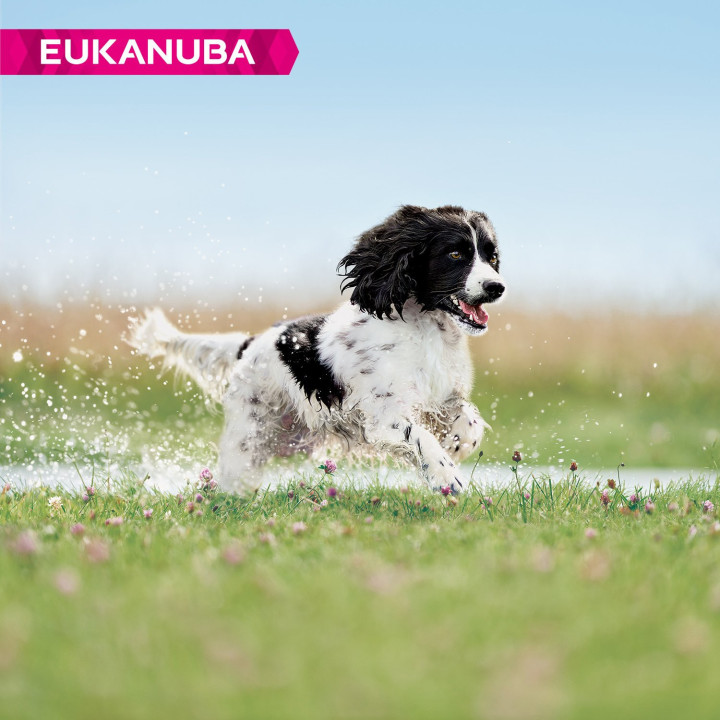 Eukanuba Adult Medium Breed Pienso para perros - Kompymascotas