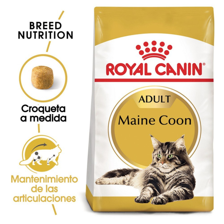 Royal Canin Maine Coon pienso para gato adulto  - Kompymascotas