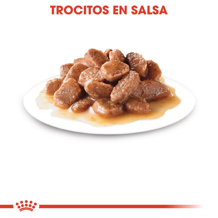 Royal Canin Ageing +12, Comida húmeda  para gatos - Kompymascotas