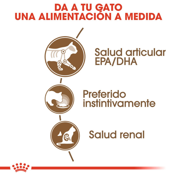 Royal Canin Ageing +12, Comida húmeda  para gatos - Kompymascotas