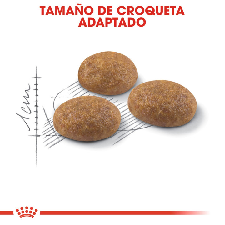 Royal Canin Feline Outdoor 30, Pienso para gatos - Kompymascotas