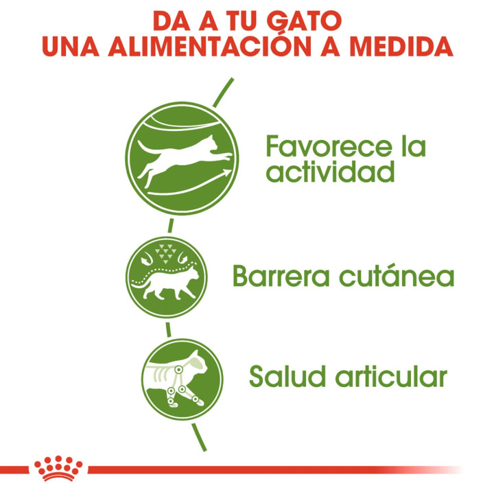 Royal Canin Feline Outdoor 30, Pienso para gatos - Kompymascotas