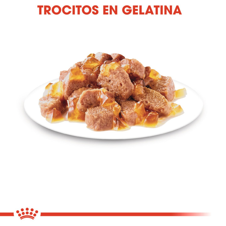 Royal Canin Sterilised - Jelly, Latas, comida húmeda para gatos - Kompymascotas