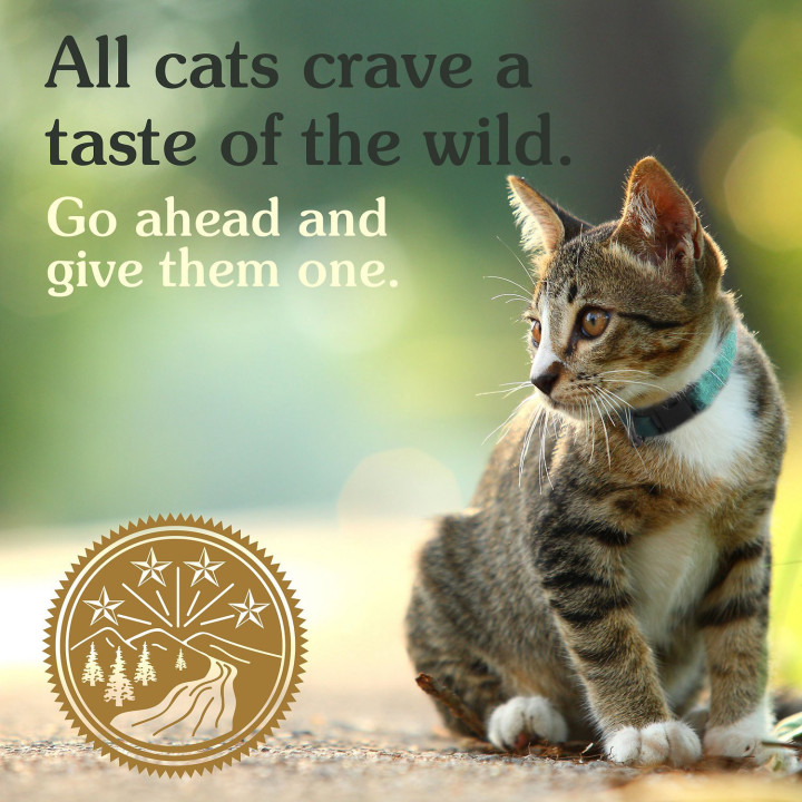 Taste of the Wild Canyon River, pienso para gatos - Kompymascotas