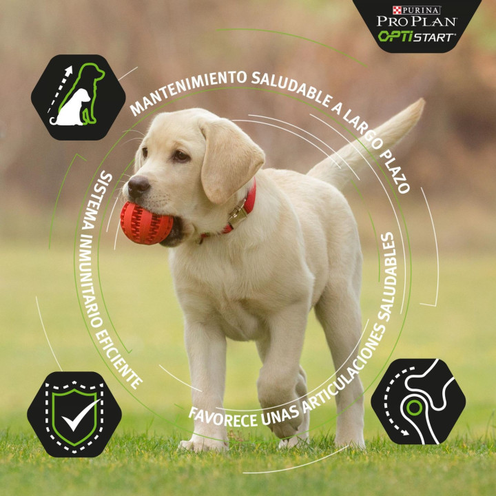 Purina Pro Plan Medium Puppy Original Pienso para perros - Kompymascotas
