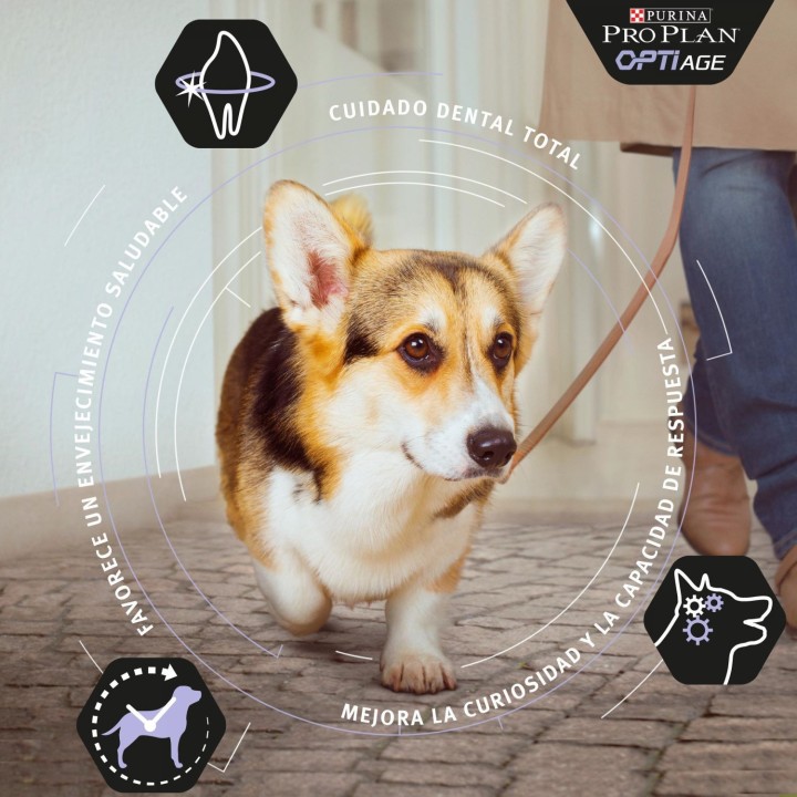 Purina Pro Plan Small & Mini Adult 9+ Pienso para perros - Kompymascotas