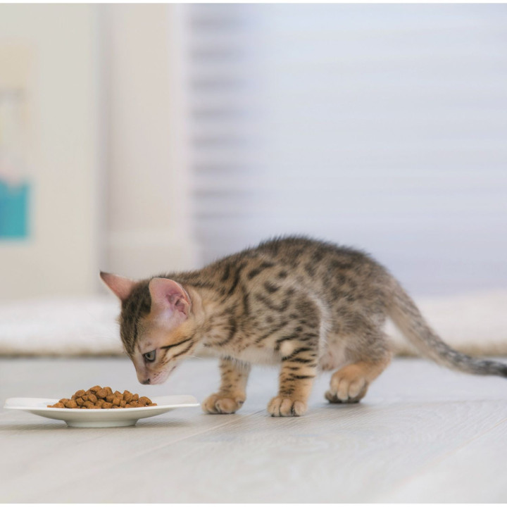 Purina Pro Plan Junior Gato Pollo Pienso para gatos - Kompymascotas