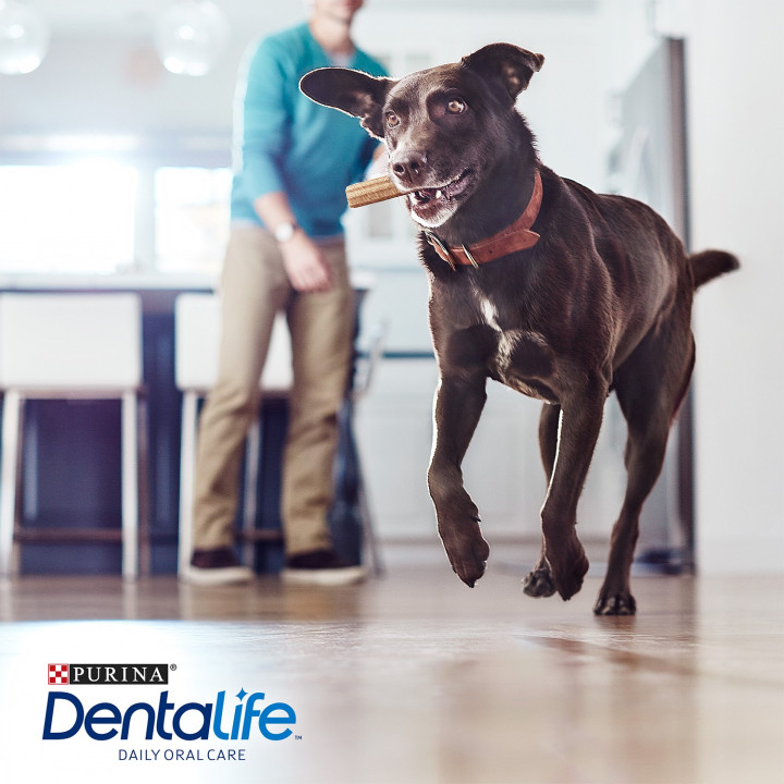 Purina Dentalife perros grandes, snacks y golosinas - Kompymascotas