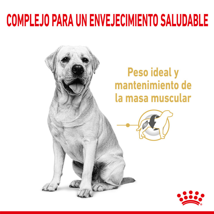 Royal Canin Labrador Retriever Adult 5+