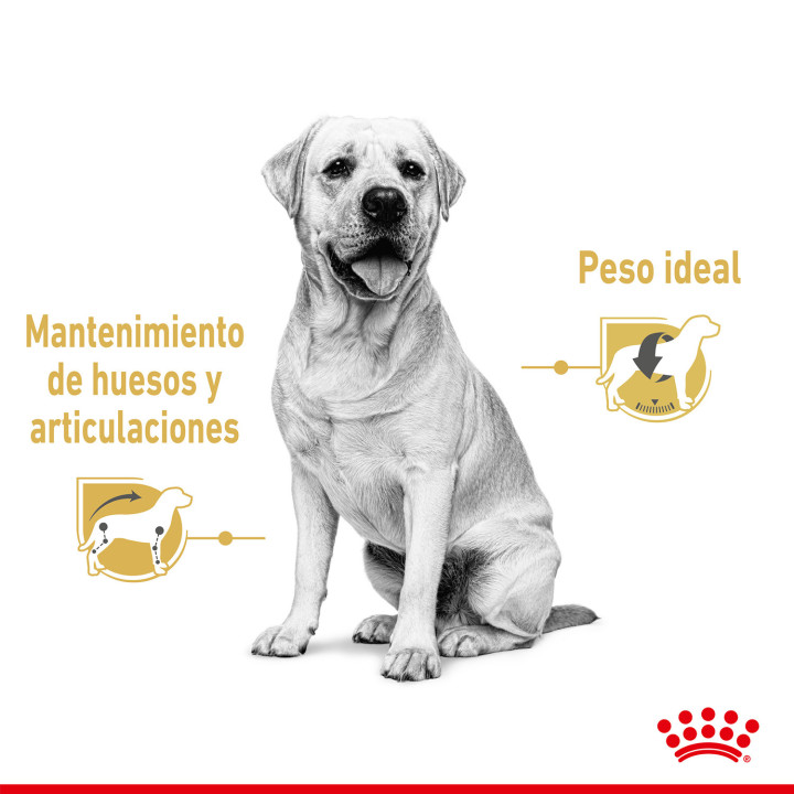 Royal Canin Labrador Retriever Adult Pouch