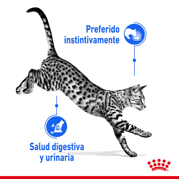 Royal Canin Feline Health Nutrition Indoor - Kompymascotas