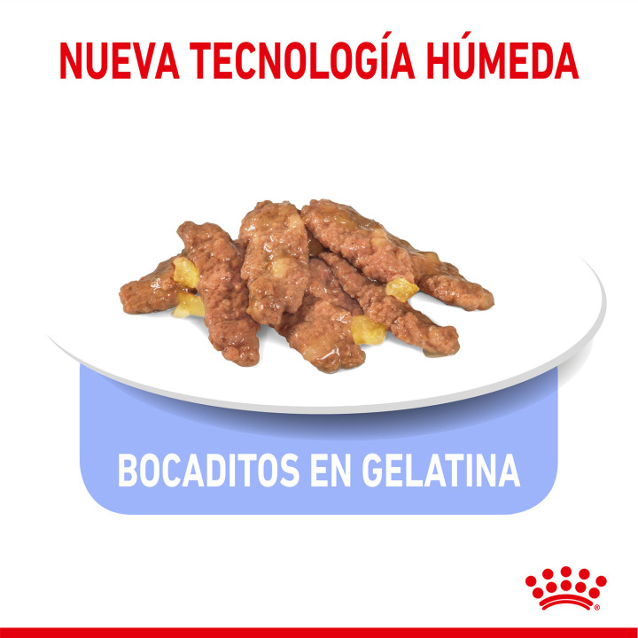 Royal Canin Feline Indoor Sterilised  gelatina - Kompymascotas