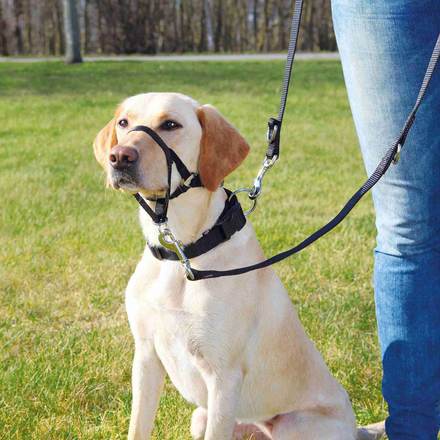 Arneses de adiestramiento perros