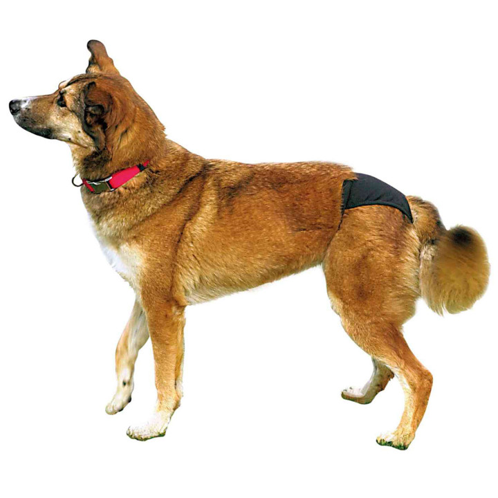 Braguita Protectora, Negra, higiene para tu mascota - Kompymascotas